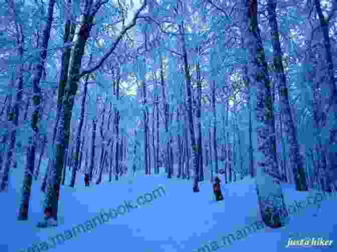 A Frozen Forest With Glittering Trees And Swirling Blue Mist The Of Faeyore (Bitter Frost #0 5: Frost Series) (Bitter Frost Series)