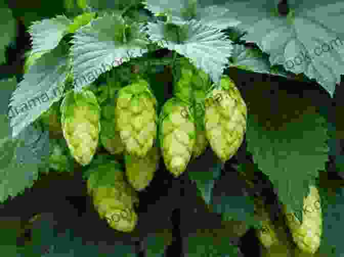 A Lush Green Hops Vine With Delicate Flowers And Cones The Drunken Botanist Amy Stewart