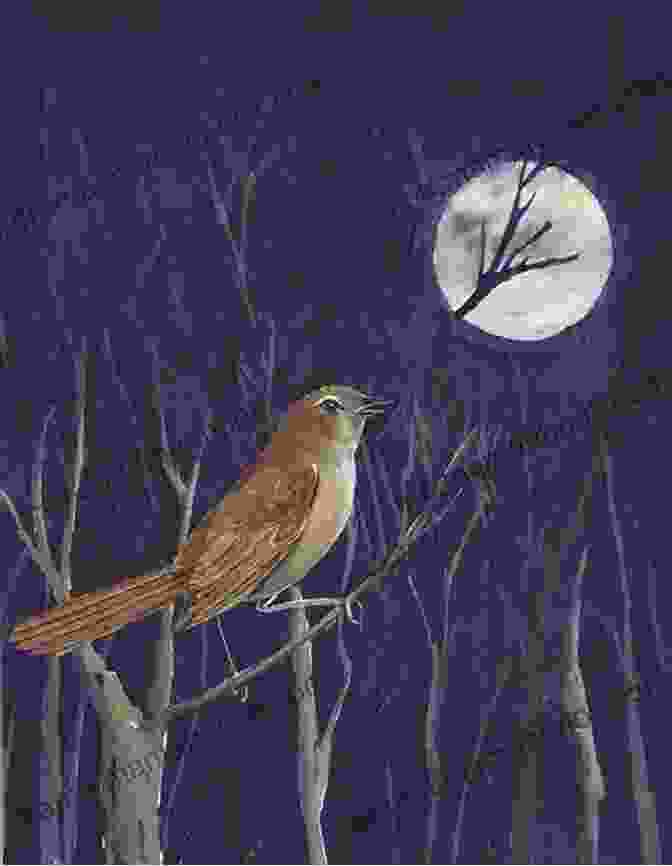 A Painting Of A Nightingale Singing In A Moonlit Forest The Nightingale: His Poems And Paintings Of Dawn