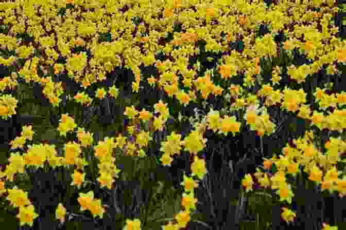 A Vibrant Field Of Crocheted Daffodils In Full Bloom, Their Petals Gently Swaying In The Breeze. Pretty Flower: Crochet Pattern Amy Wright